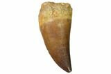 Fossil Mosasaur (Prognathodon) Tooth - Top Quality #114150-1